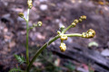 Bracken-fern-shoot-2