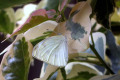 Cabbage-moth-2