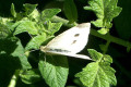 Cabbage-moth-3