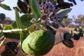 Calotrope-Calotropis-Rubber-Bush-Kapock-Tree-West-Aust