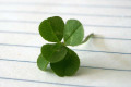 Clover-1-five-leaf