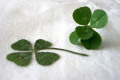 Clover-2-four-five-leaf