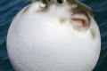 Common-Toadfish-all-puffed-up-1