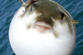 Common-Toadfish-all-puffed-up-2