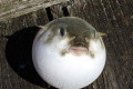 Common-Toadfish-all-puffed-up-3