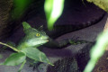 Double-crested-Basilisk