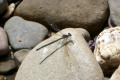 Dragonfly-1