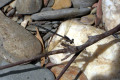 Dragonfly-2