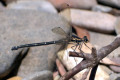Dragonfly-3