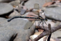 Dragonfly-5