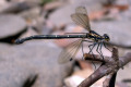 Dragonfly-6
