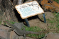 003-Eastern-Water-Dragon