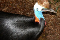 004-front-half-of-Cassowary
