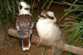 005-young-kookaburras