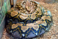 006-Reticulated-python