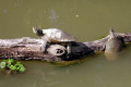 009-freshwater-turtles