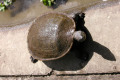 010-freshwater-turtle-up-close