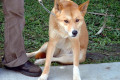 012-dingo