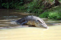 013-Agro-the-croc