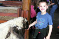 017-feeding-sheep