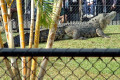 019-feeding-croc-2