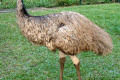 027-emu