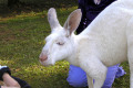 030-close-up-of-white-wallaby