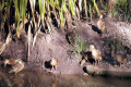 033-water-birds