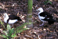 035-Burdekin-ducks
