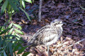 036-Bush-curlew