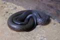 038-Fierce-snake