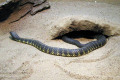 040-Black-Tiger-snake