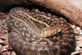 042-Scrub-python