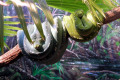 044-Green-python
