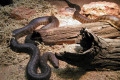 046-Woma
