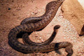 048-Spotted-pythons