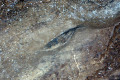 41-Fairy-Cave-Fish-fossil