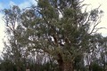 005-500yo-river-red-gum-tree-at-Orroroo