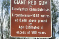 006-gum-tree-info