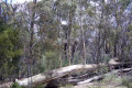 022-saplings-growing-on-dead-tree-trunk-Wilpena-Pound