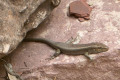 044-resident-lizard-farewelling-us