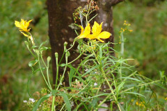 Flora - Camel's Hump, Macedon, VICTORIA - Feb. 2005