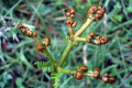 Austral-Bracken-Pteridium-esculentum-young-frond