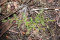 Austral-Bracken-Pteridium-esculentum-young-plant-1