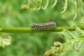 Austral-Bracken-frond-with-Caterpillar