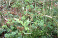Bidgee-Widgee-Acaena-novae-zealandiae-1