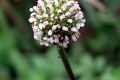 Bidgee-Widgee-Acaena-novae-zealandiae-closeup-of-inflorescence