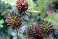 Bidgee-Widgee-Acaena-novae-zealandiae-closeup-of-seed-pods