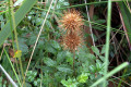 Bidgee-Widgee-Acaena-novae-zealandiae-dry-seed-pods