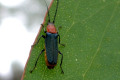 Bug-on-eucalyptus-leaf